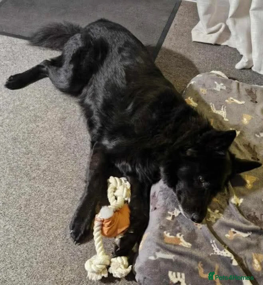 Mixed Breed dogs for adoption: Meet Bear, currently residing in Staffordshire  - Advert 3