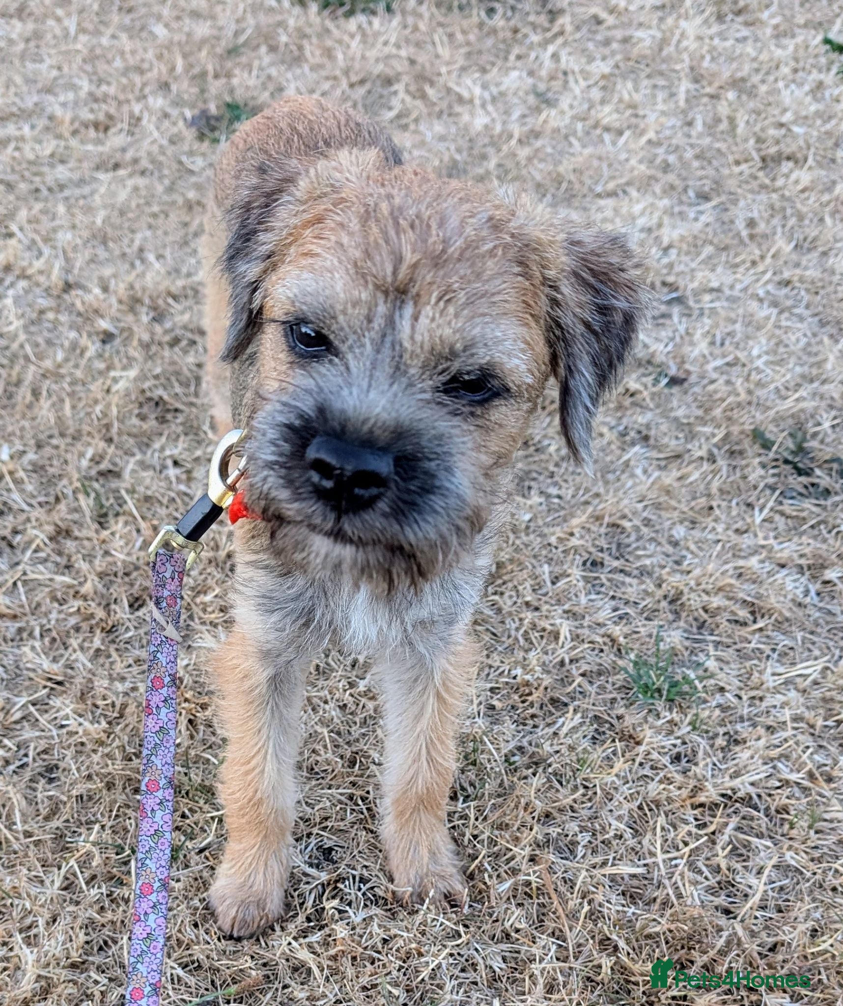 Border Terrier dogs KC Registered Champion Bloodline pups - Advert 1