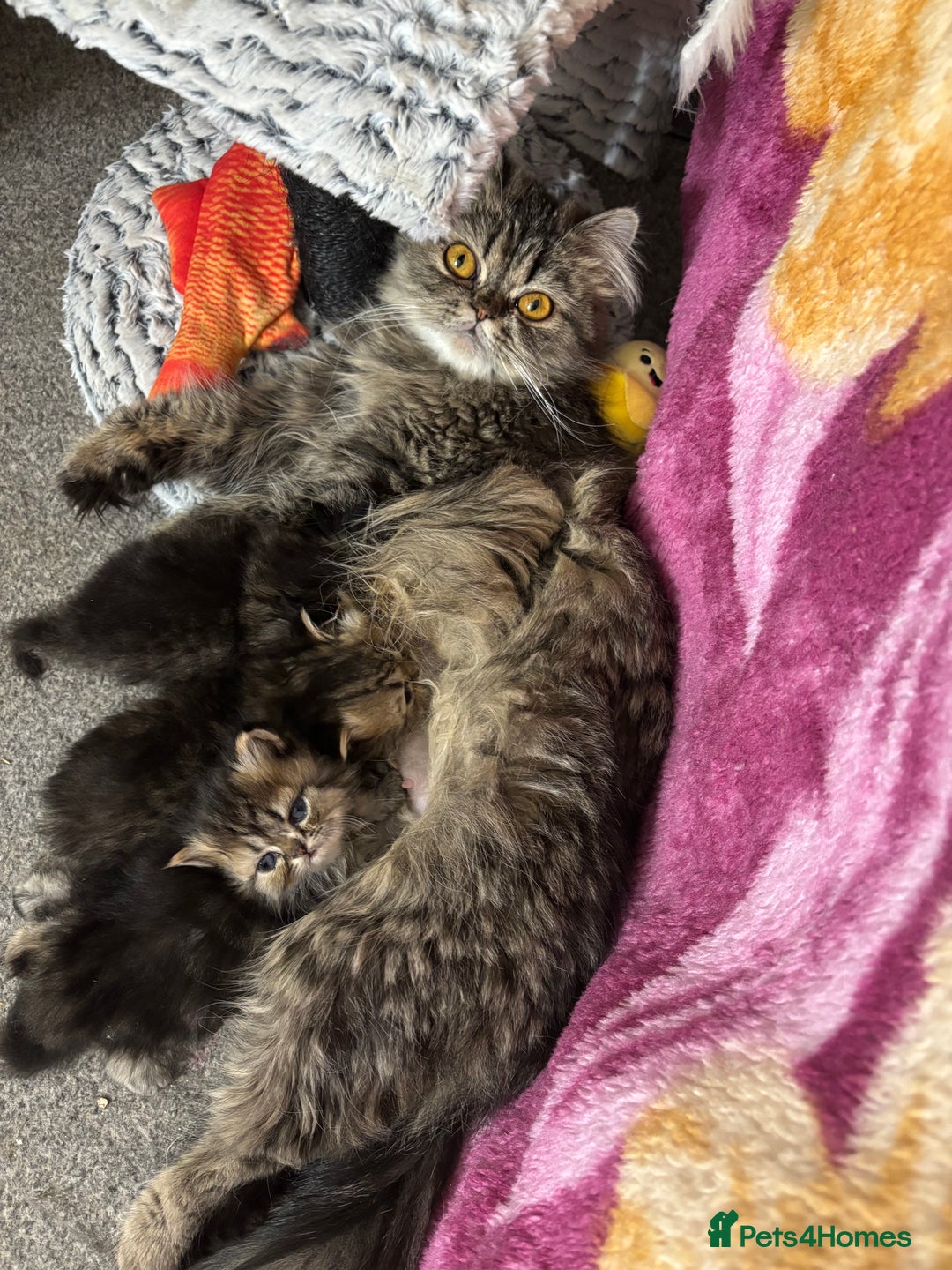 Persian cats for sale: 3 persian chinchillas 1 male 2 females - Image 11