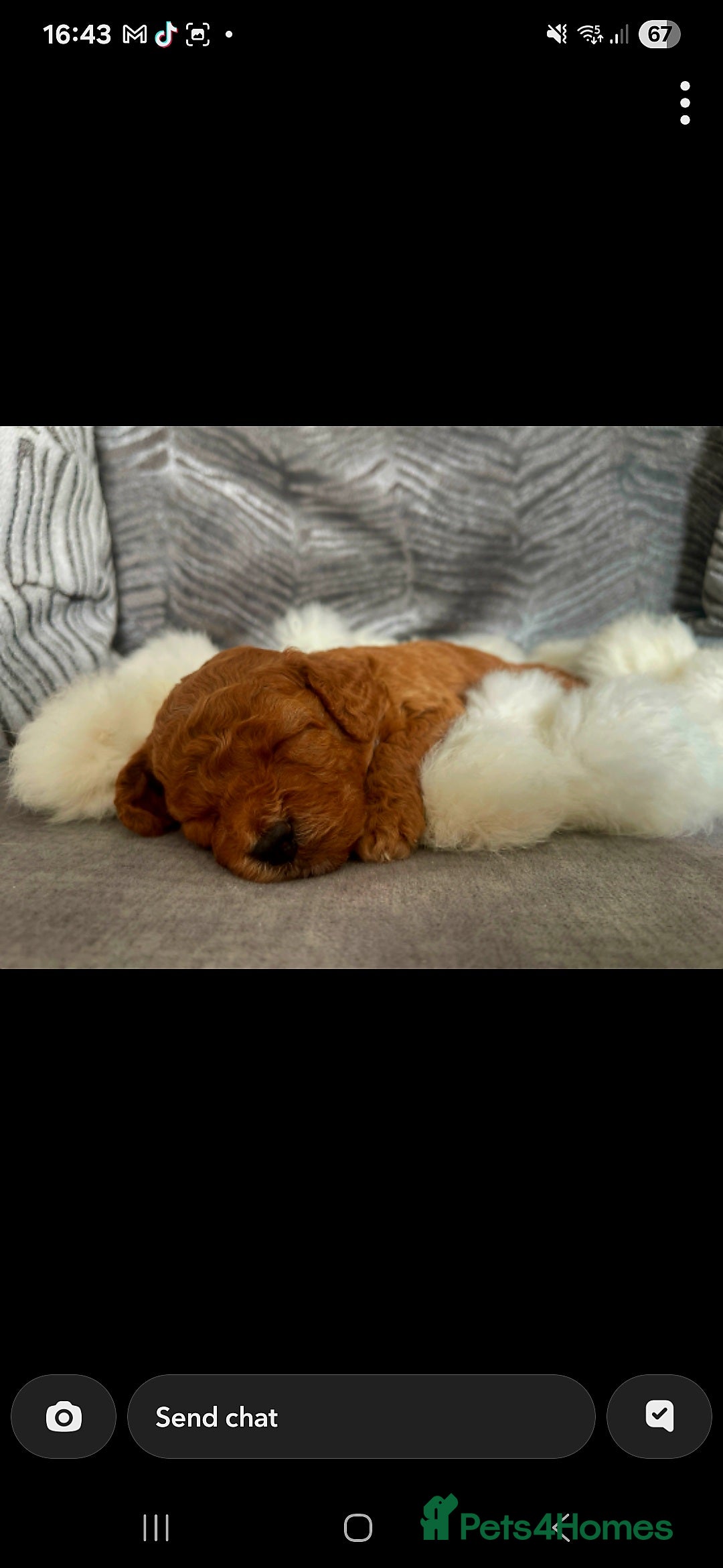 Cockapoo dogs for sale: Stunning litter of Fox red miniature Cockapoo's  - Image 9