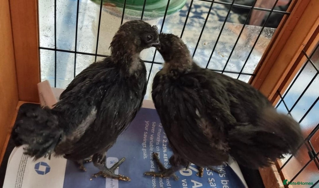Chickens poultry for sale: Rare Ayam Cimani Chicks - Advert 7