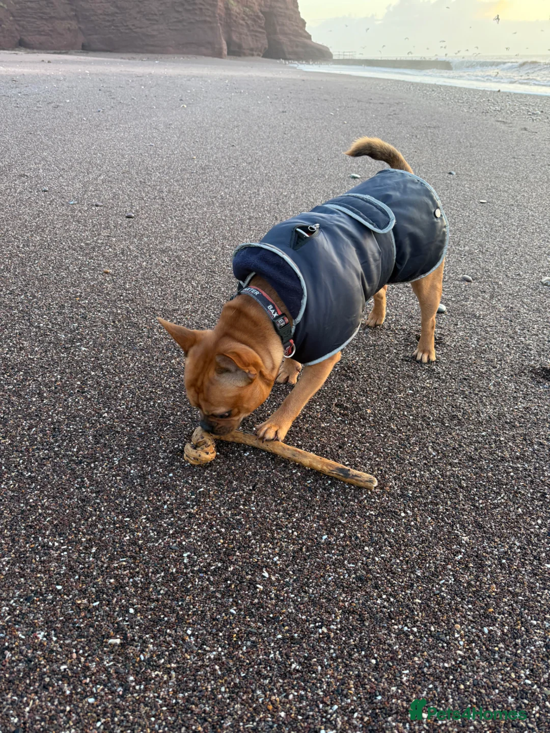 Mixed Breed dogs for stud: Bullhuahua Stud in Dawlish - Advert 6