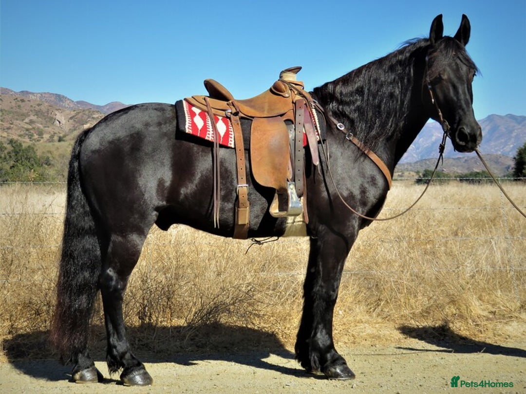 Friesian horses for sale: Family Safe Friesian Gelding Horse - Image 5