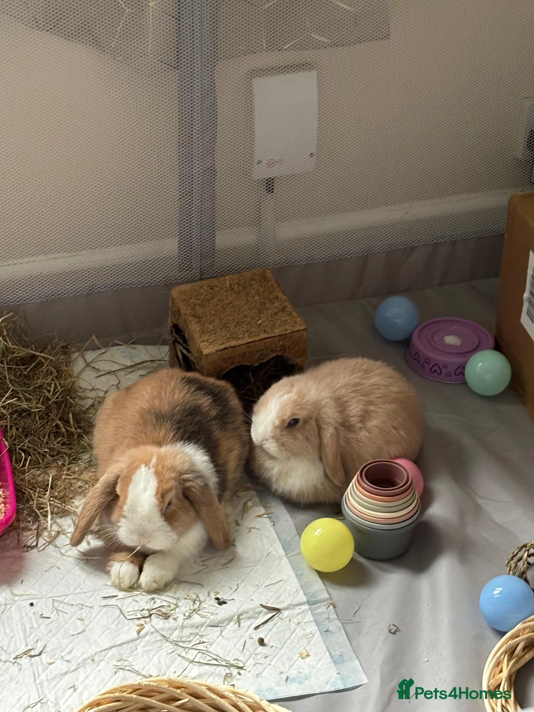 Mini Lop rabbits for sale: Mr Loo Loo in Enfield - Advert 2