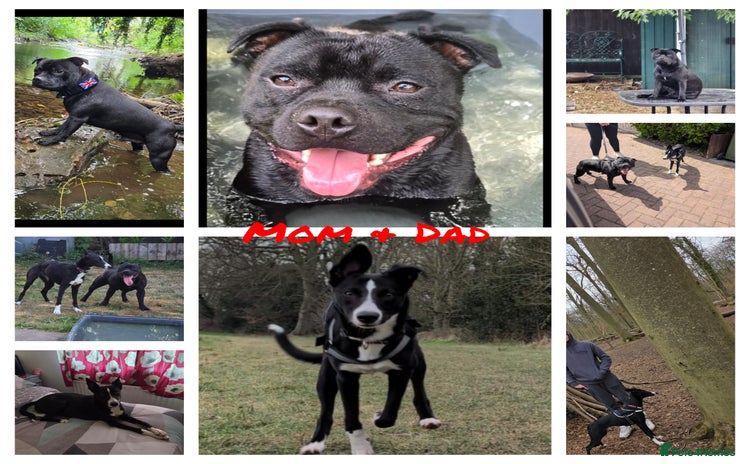 Mixed Breed dogs - Advert 1