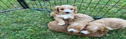 Cockapoo dogs for sale: Beautiful cockapoos - Advert 22