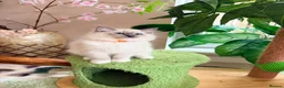 Ragdoll cats for sale: Show quality Ragdoll kittens from champion lines - Advert 24