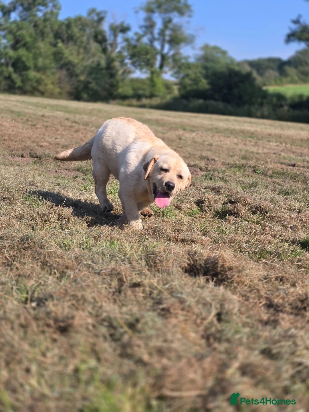 Labrador Retriever dogs for sale: 9 Month Old Female Labrador  - Advert 4