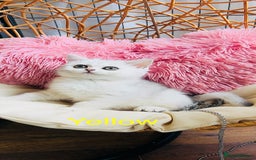 Scottish Fold cats for sale: 💞Beautiful Scottish Fold and Straight kittens🐾 - Image 13
