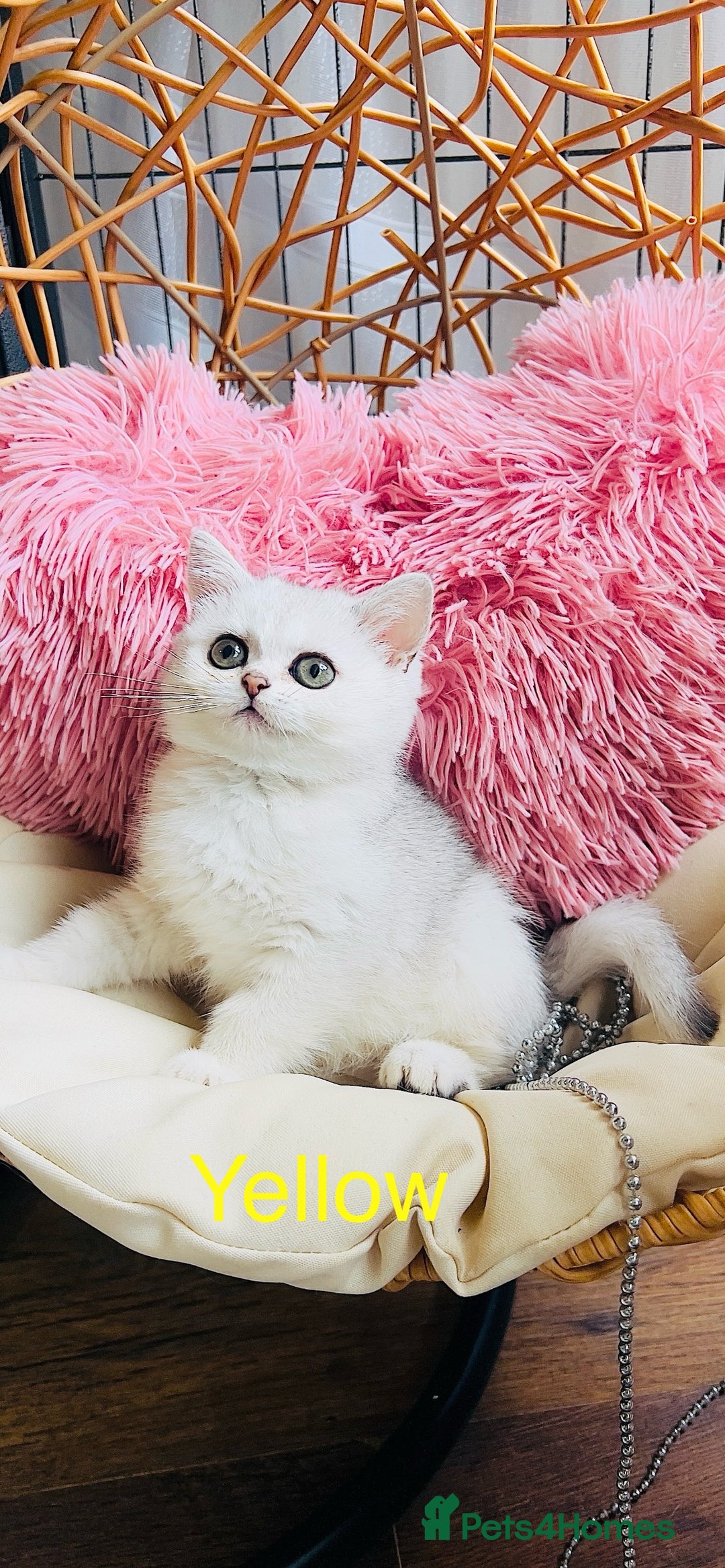 Scottish Fold cats for sale: 💞Beautiful Scottish Fold and Straight kittens🐾 - Image 13