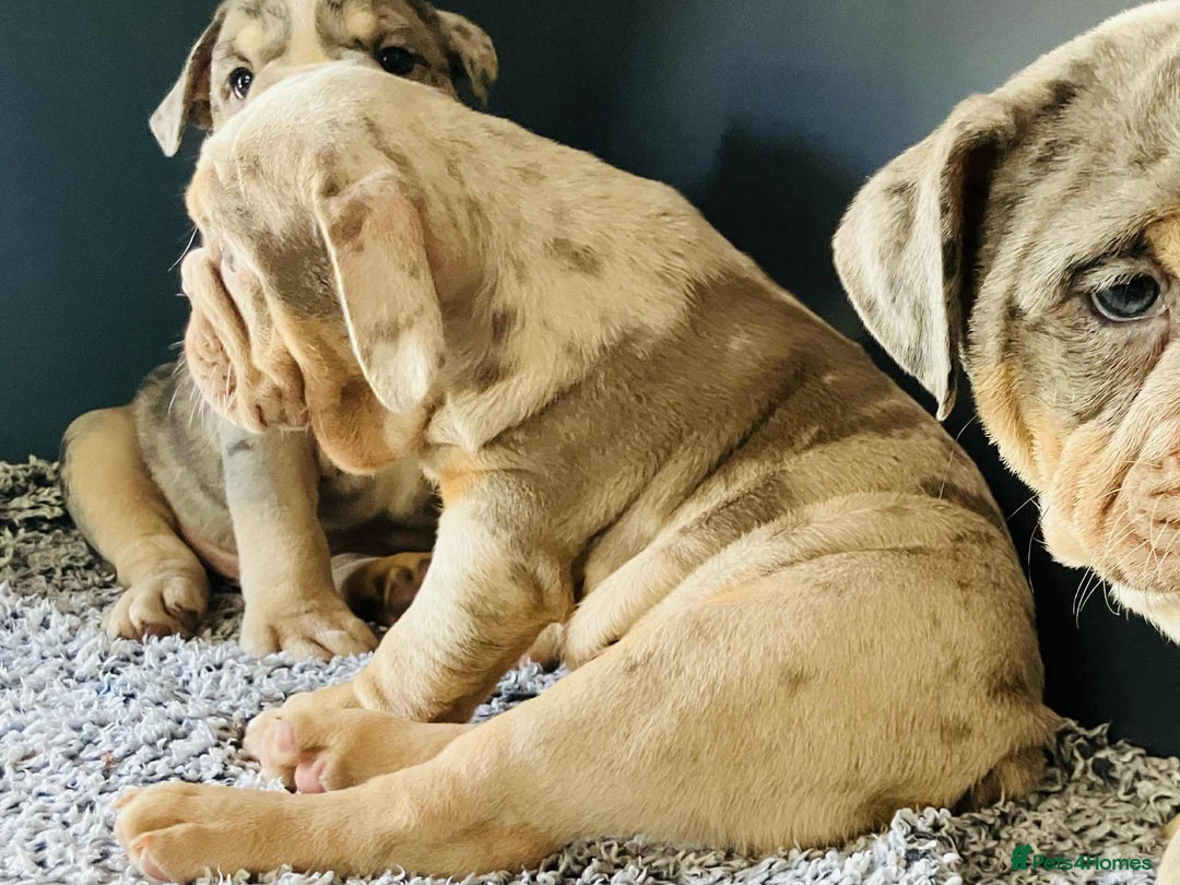 English Bulldog dogs for sale: READY NOW LILAC MERLE ENGLISH BULLDOG BOY in Gunnislake - Image 14