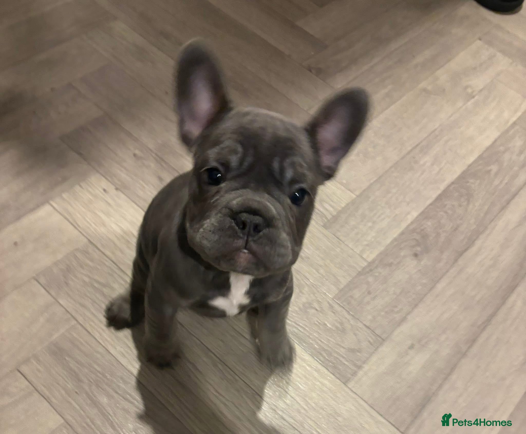 French Bulldog dogs Beautiful French bulldog pups - Advert 8