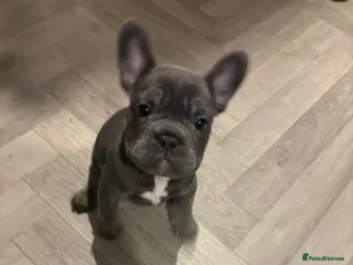 French Bulldog dogs Beautiful French bulldog pups - Advert 8