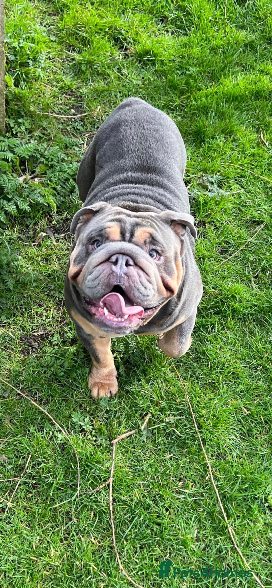 English Bulldog dogs for stud: Blue and Tan English Bulldog in Manchester - Advert 3
