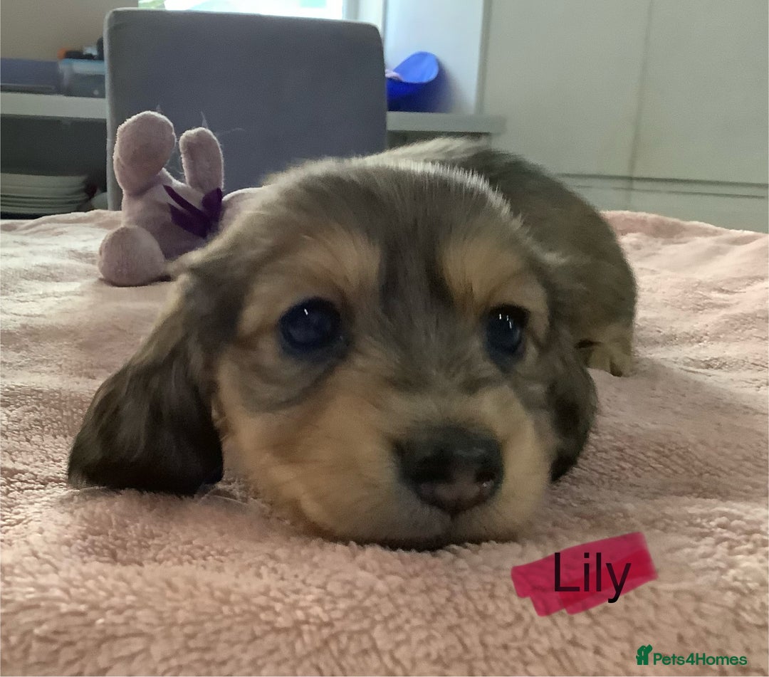 Miniature Dachshund dogs for sale: PRA Clear Mini Longhair Dachshund Pups Cream Red.. - Advert 1