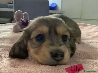 Miniature Dachshund dogs PRA Clear Mini Longhair Dachshund Pups Cream Red.. - Advert 6