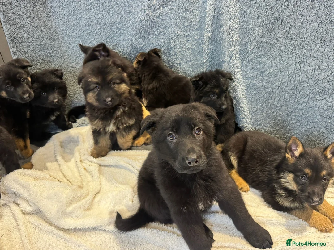 German Shepherd dogs for sale: German shepherd pups  - Advert 7