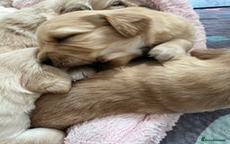 Golden Retriever dogs for sale: 6 Beautiful Golden Retrievers Puppies  - Image 7