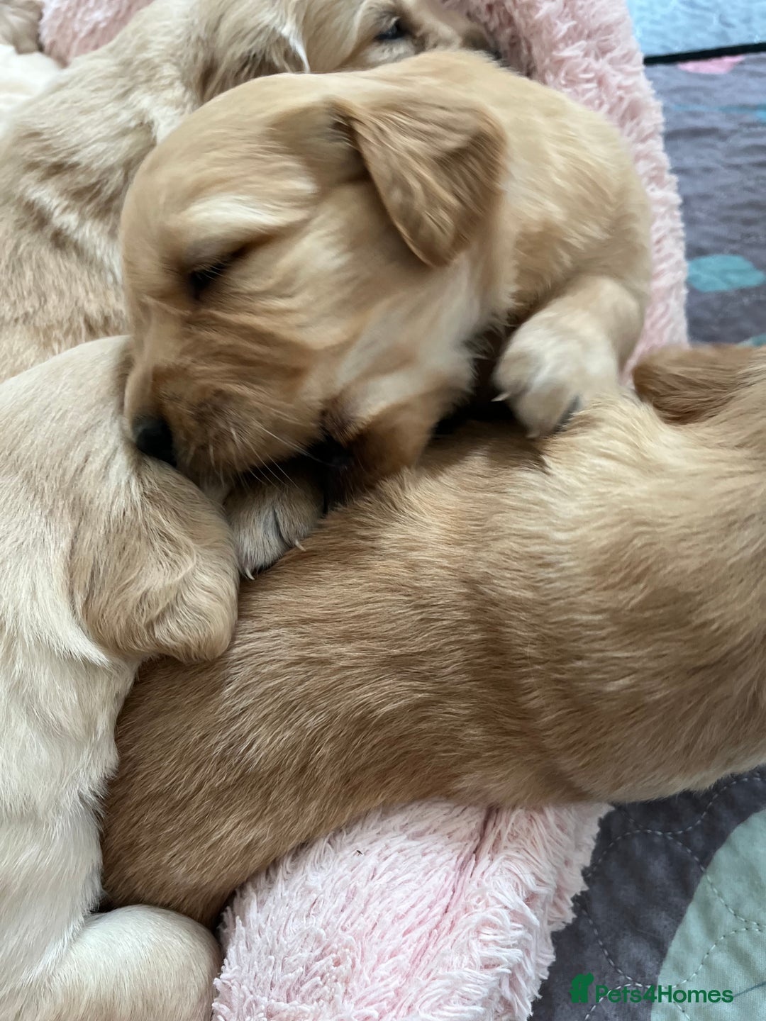 Golden Retriever dogs for sale: 6 Beautiful Golden Retrievers Puppies  - Image 7
