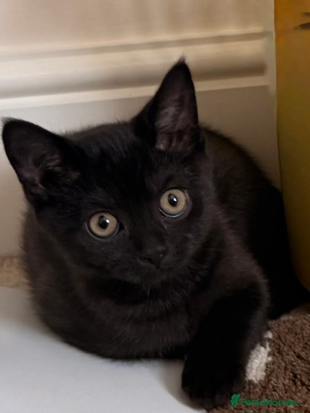 Scottish Fold cats for sale: Magical New Year’s Eve Kittens & Their Clever Dad in Scunthorpe - Advert 2