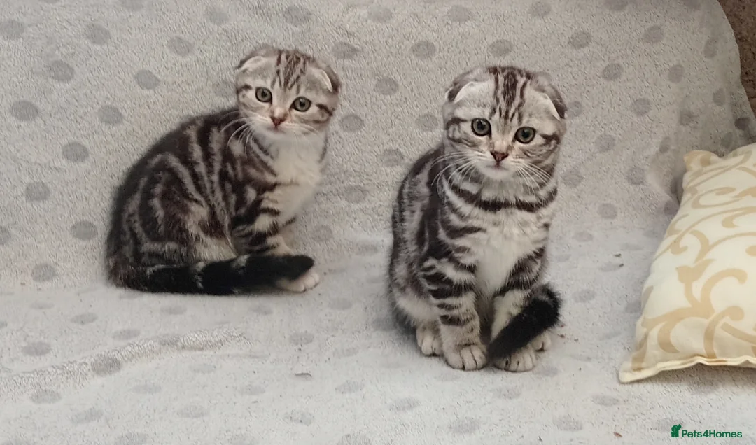 Mixed Breed cats for sale: Lovely kittens  - Advert 1