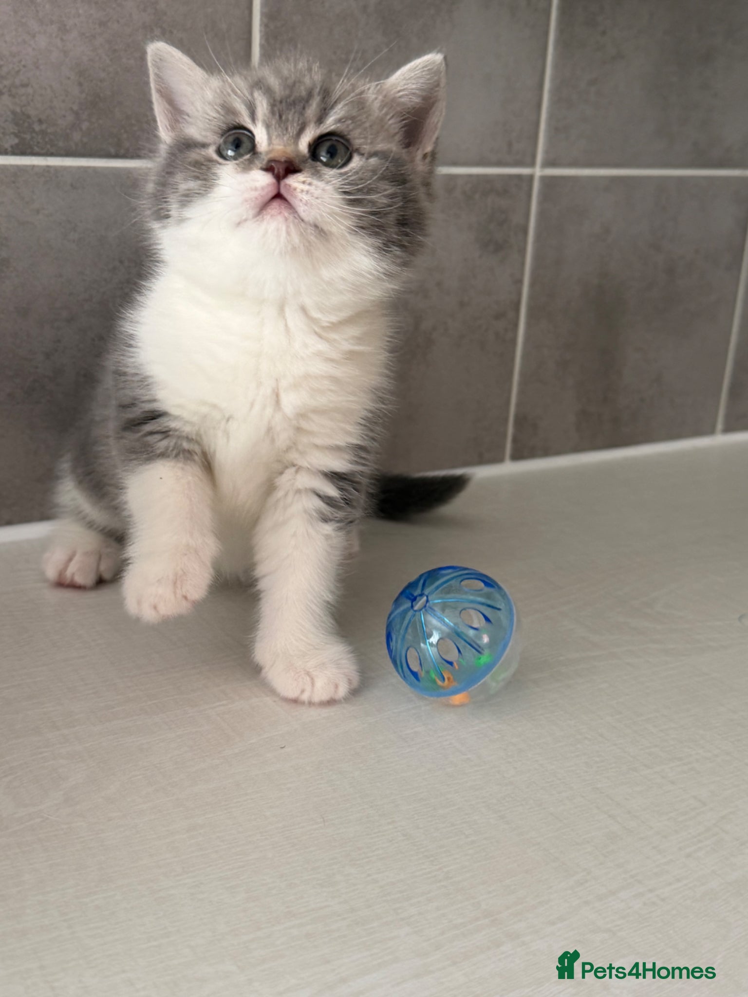 British Shorthair cats Ready to go in 2 weeks! - Advert 11