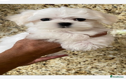 Maltese dogs for sale: Maltese - Image 12