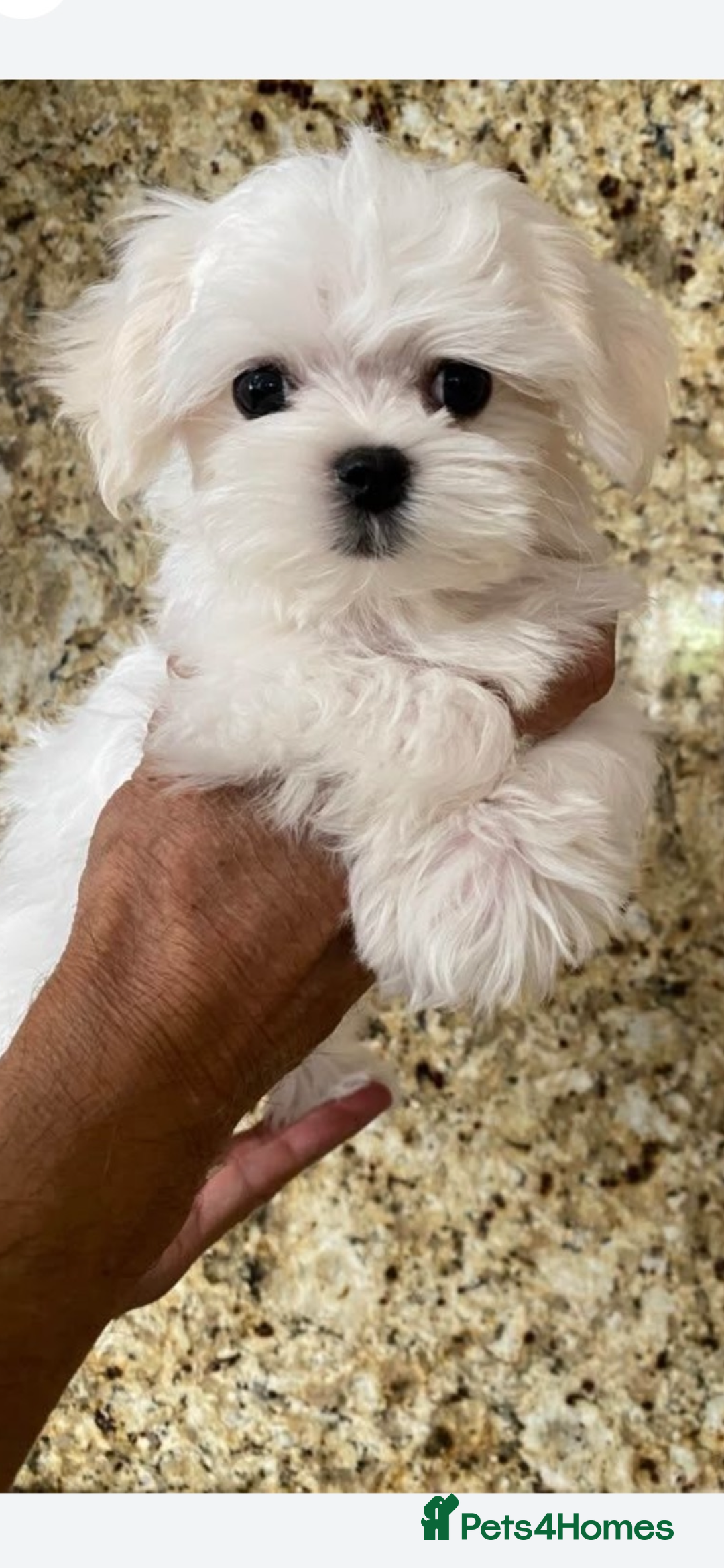 Maltese dogs for sale: Maltese - Image 12