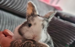 Harlequin rabbits for sale: 7 beautiful Harlequin bunnies looking for a new 🏡 - Image 23