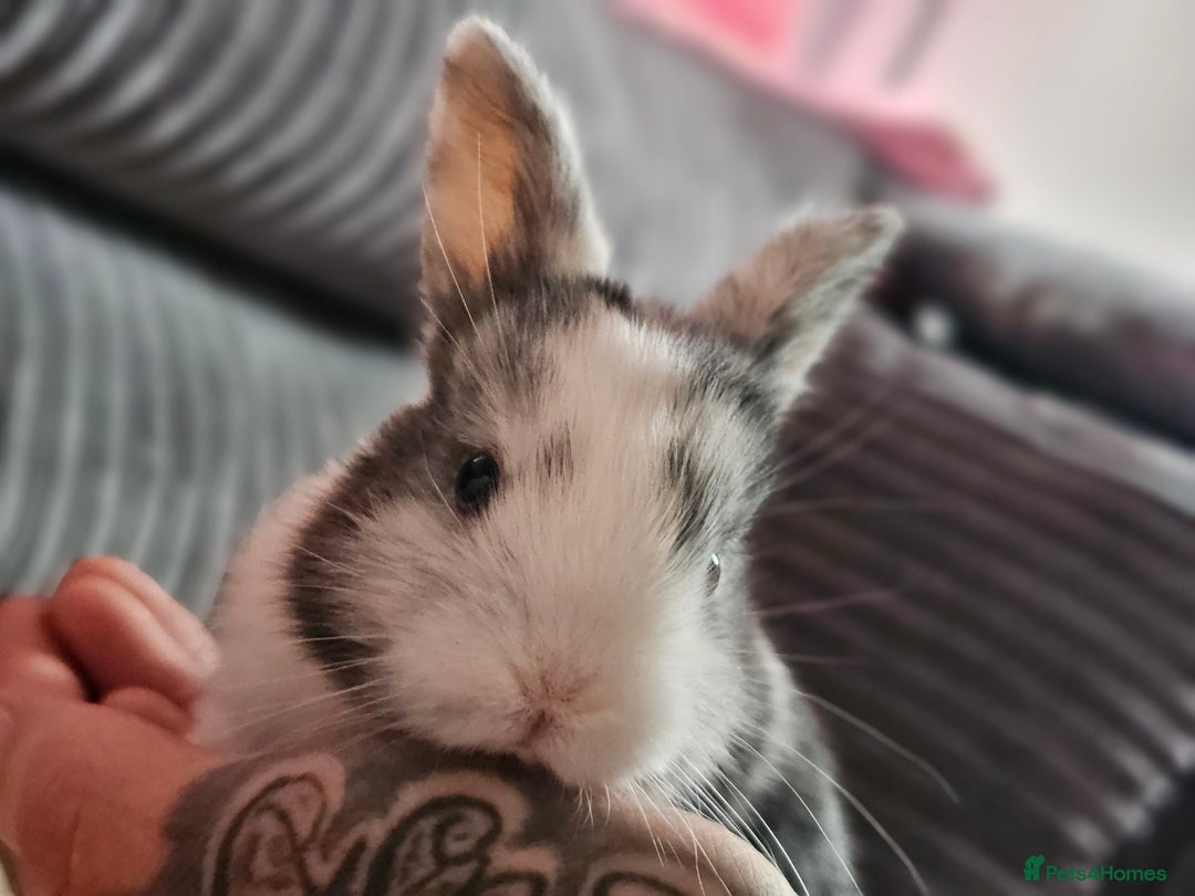 Harlequin rabbits for sale: 7 beautiful Harlequin bunnies looking for a new 🏡 - Image 23