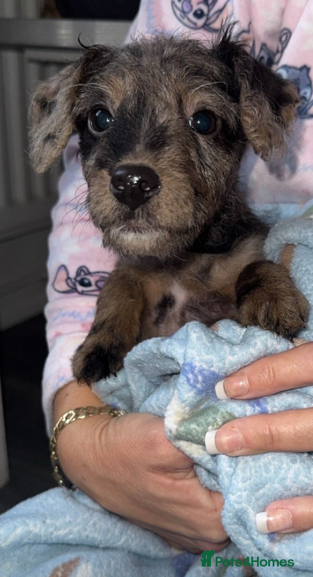 Jackapoo dogs for sale: Miniature jackpoo puppies  - Advert 5