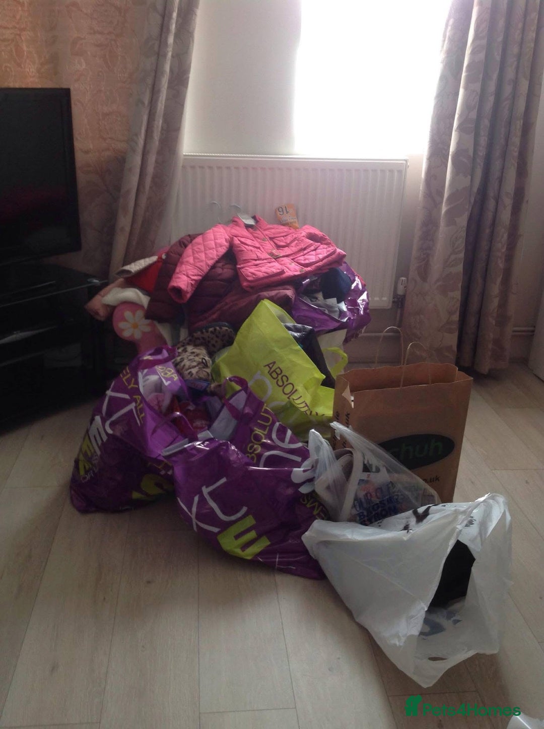 Chihuahua dogs for sale: KC Reg Chihuahua Boy Fully vaccinated - Ready - Advert 4