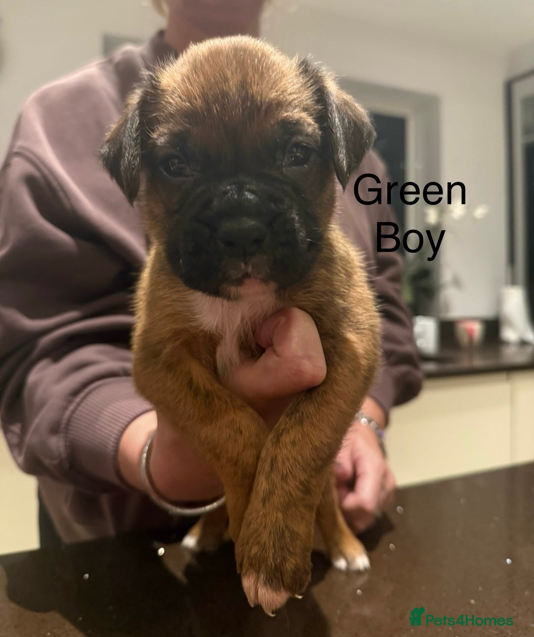 Boxer dogs for sale: Boxer Puppies  - Advert 17