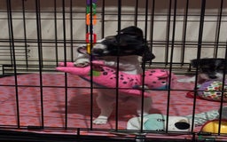 Mixed Breed dogs for sale: 1 Girl Jack Russell x Yorkshire Terrier Puppies - Image 27