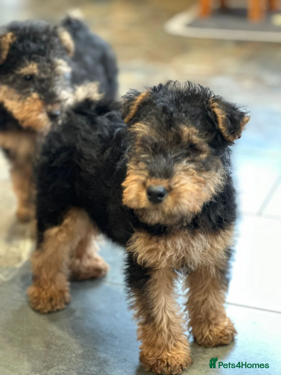 Welsh Terrier dogs for sale: Welsh Terrier Boys available  in Llandysul - Advert 5