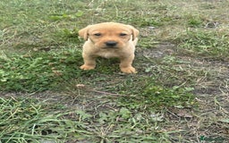 Labrador Retriever dogs for sale: Gorgeous Labrador puppies - Image 8