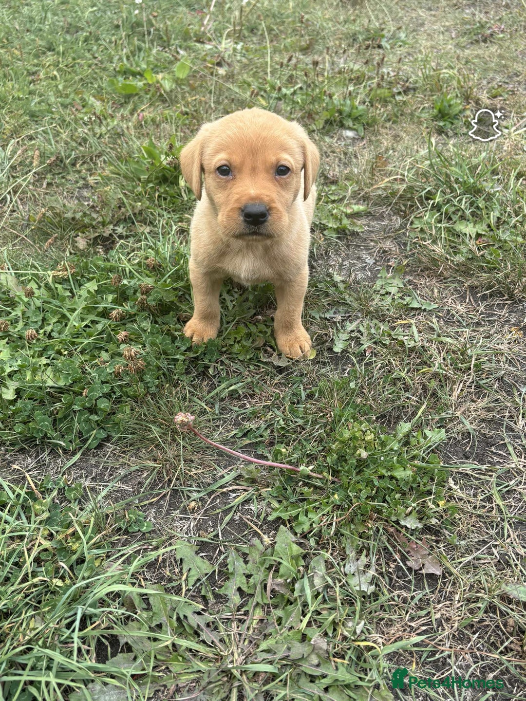 Labrador Retriever dogs for sale: Gorgeous Labrador puppies - Image 8
