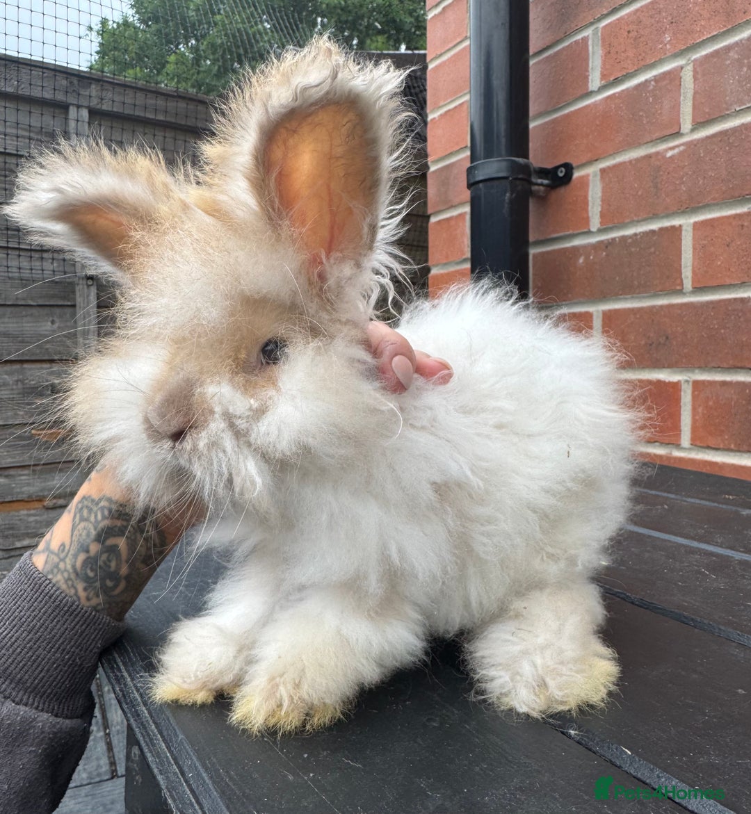 Angora rabbits for sale: Imported Angora Babies  - Image 7