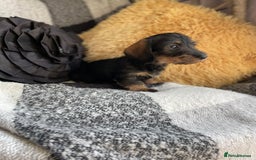 Miniature Dachshund dogs for sale: Miniature Wire Haired Dachshunds - Image 9