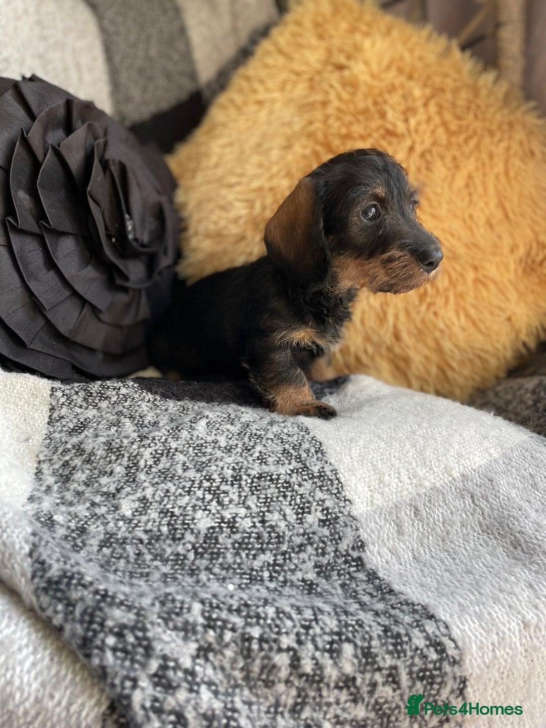 Miniature Dachshund dogs for sale: Miniature Wire Haired Dachshunds - Image 9