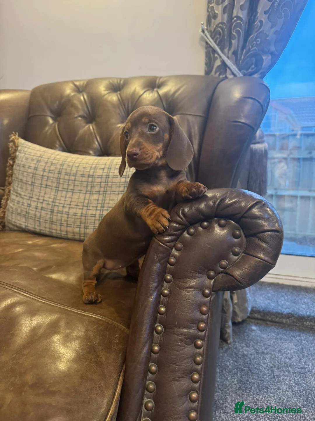 Dachshund dogs for sale: Miniature Dachshund Puppies  - Advert 8