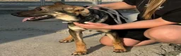 Mixed Breed dogs for adoption: 💛 DIOR IS READY TO FIND HIS FOREVER FAMILY💛 in Boston - Advert 3
