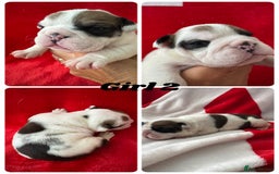 English Bulldog dogs for sale: KC Registered English Bulldog Puppies - Image 10