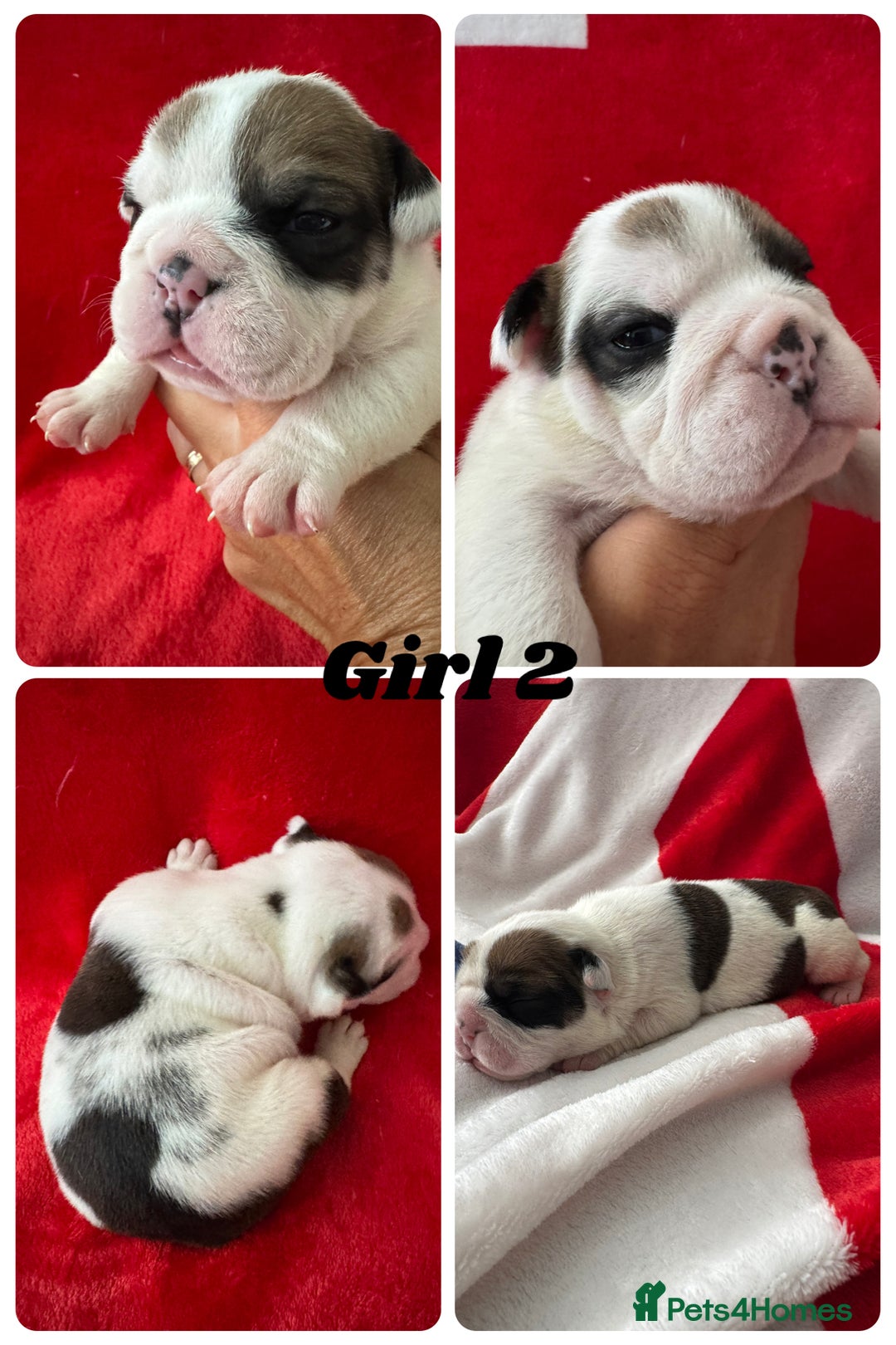 English Bulldog dogs for sale: KC Registered English Bulldog Puppies - Image 10