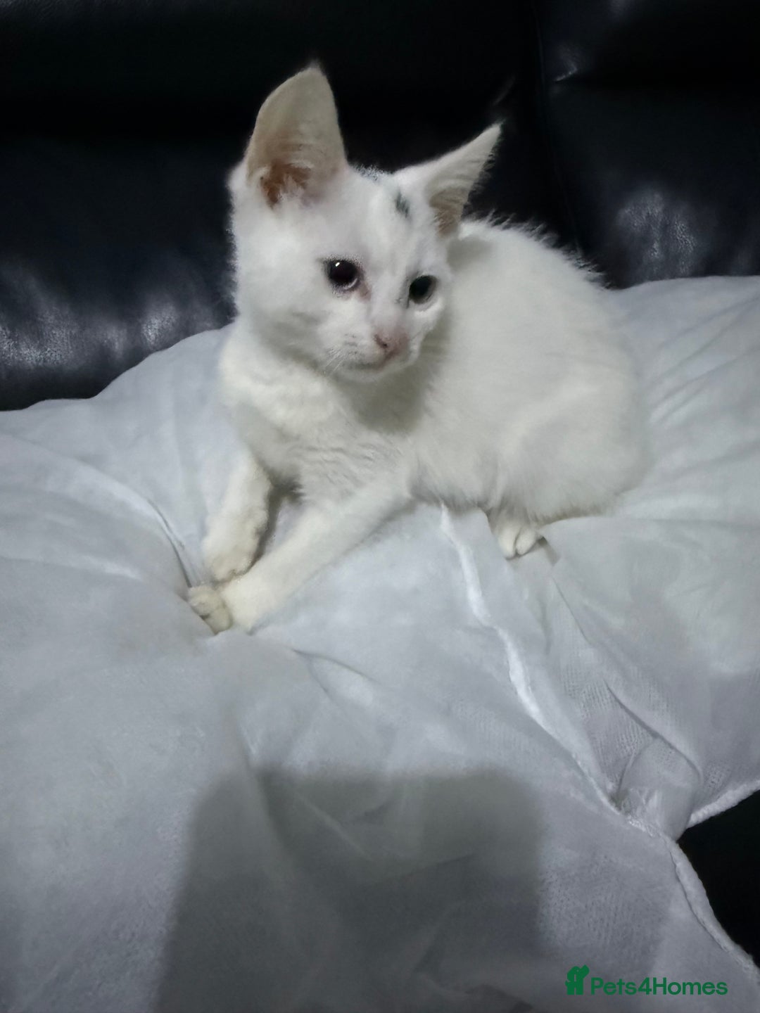 Domestic Shorthair cats for sale: 3 month old, white DSH kitten - Advert 4