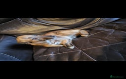 Mixed Breed dogs for sale: Cinnamon  - Image 2