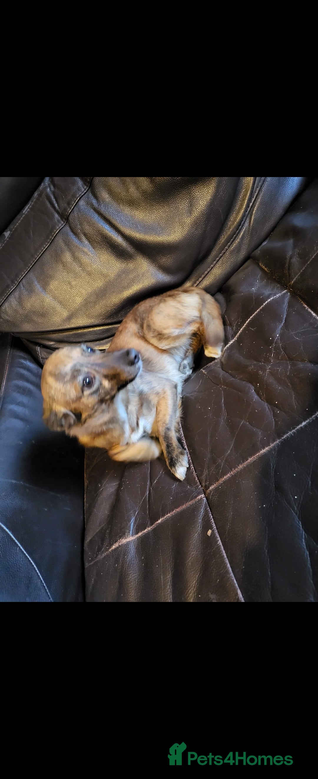 Mixed Breed dogs for sale: Cinnamon  - Image 2