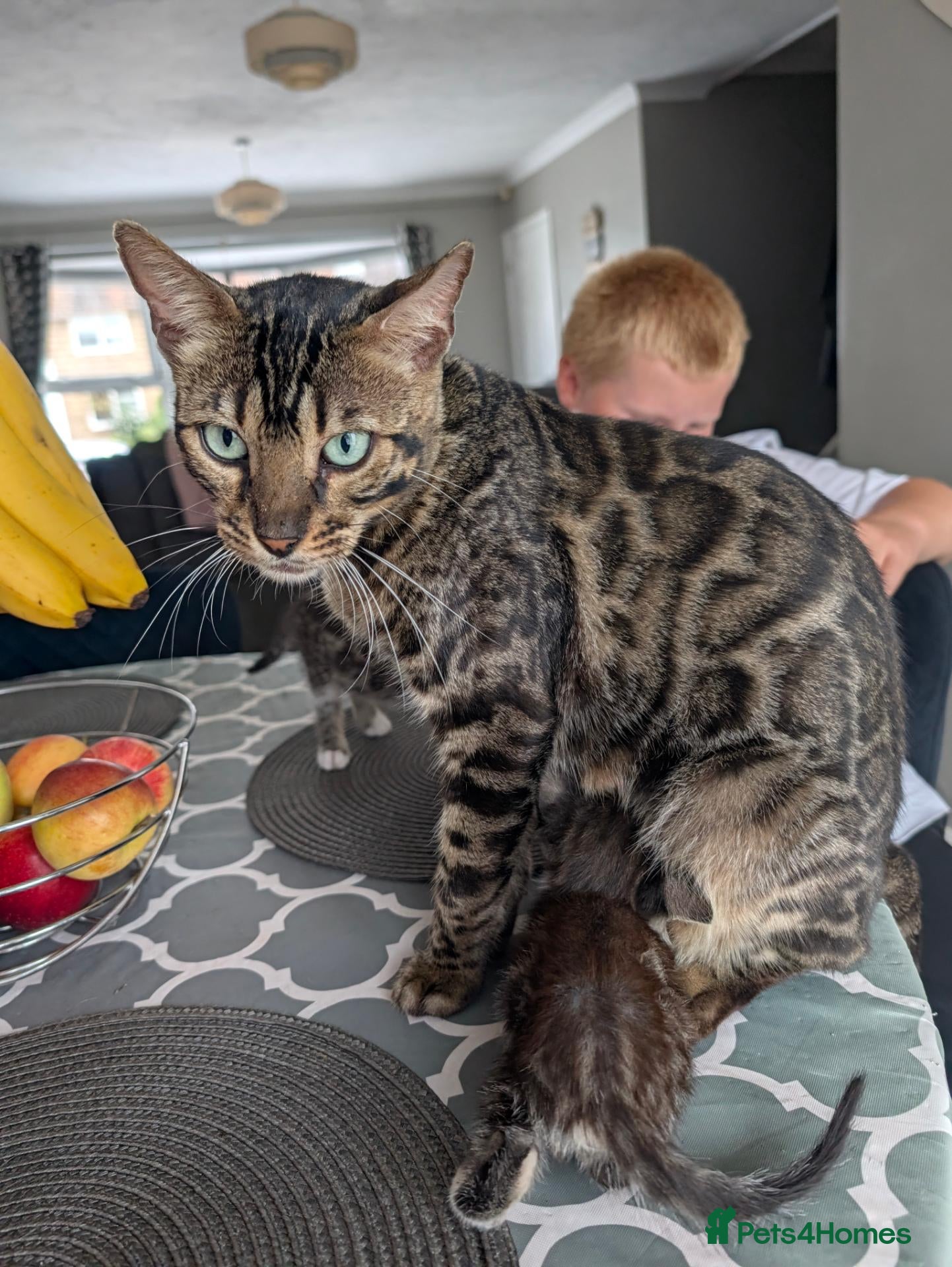 Bengal cats 2 x boy Bengal cross  - Advert 8