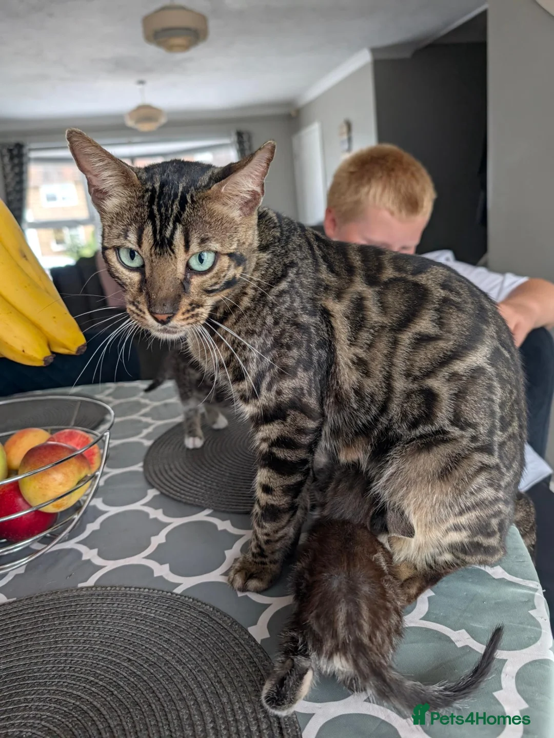 Bengal cats for sale: 2 x boy Bengal cross  - Advert 1