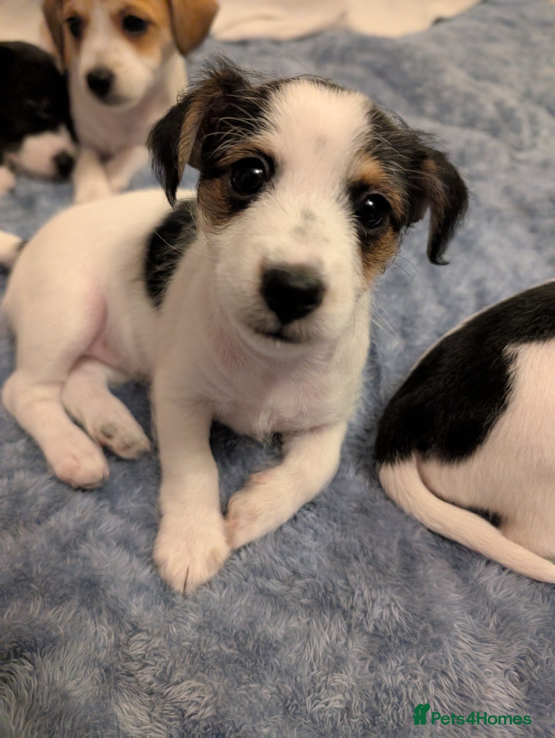 Jackapoo dogs for sale: Gorgeous Jackapoo Puppies for sale  - Image 10